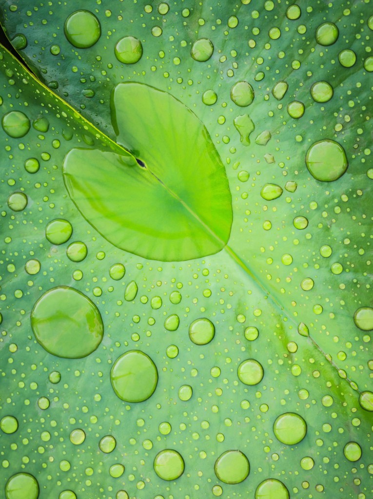 Water Drops (1555 x 2080)
