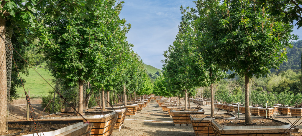 Tree Farm