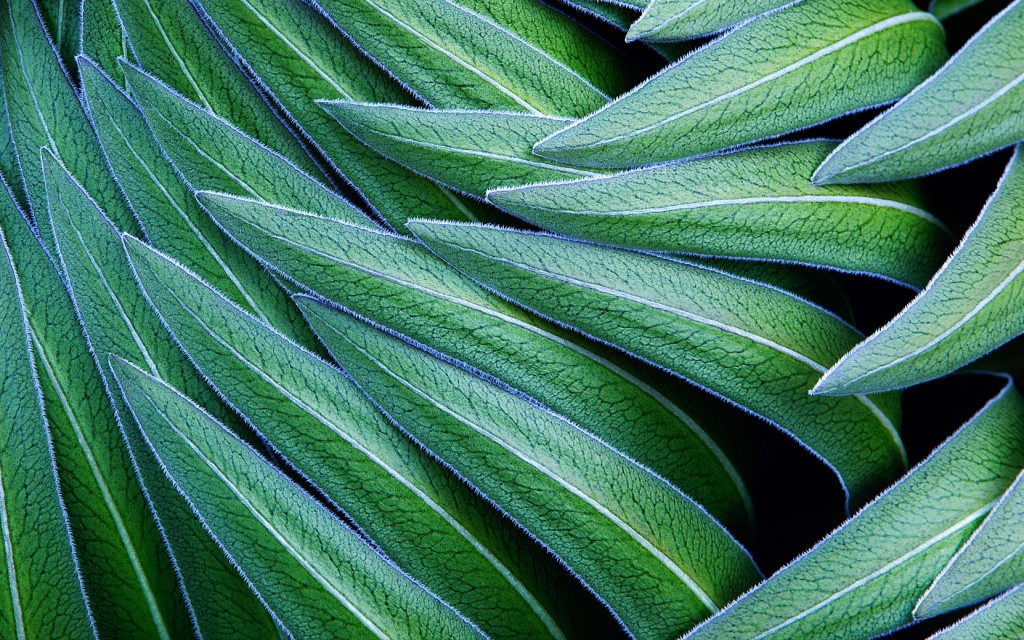 Green Leaves (1662 x 1040)