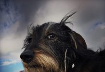 Iată cele mai bune fotografii înregistrate cu iPhone în 2016